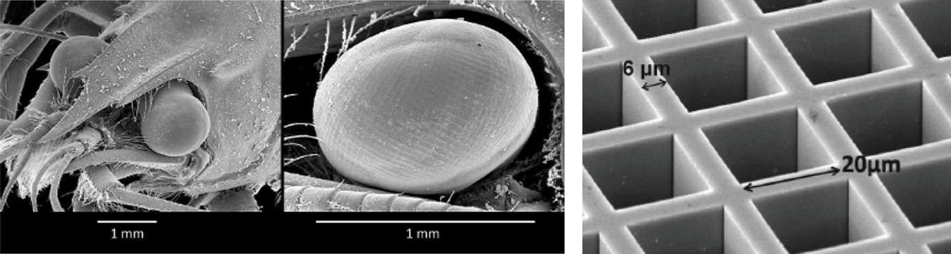 Un oeil de homard vu avec trois focales différentes. Il est composé de multiples tubes de forme carré disposés de manière sphérique.